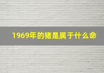 1969年的猪是属于什么命