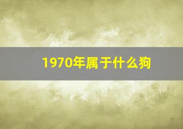 1970年属于什么狗