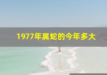 1977年属蛇的今年多大