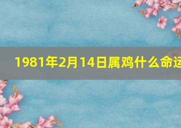 1981年2月14日属鸡什么命运