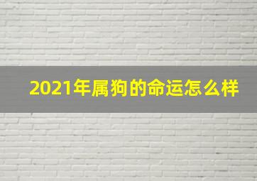 2021年属狗的命运怎么样