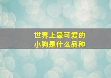 世界上最可爱的小狗是什么品种