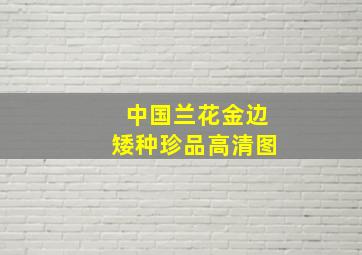 中国兰花金边矮种珍品高清图