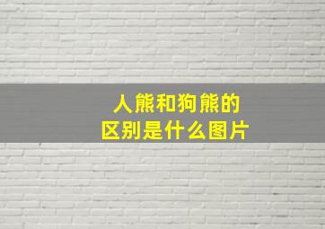 人熊和狗熊的区别是什么图片