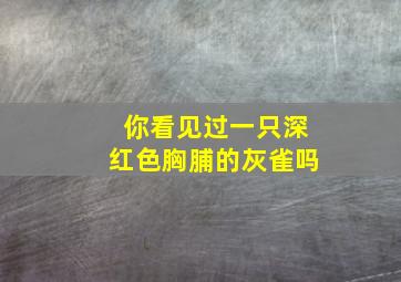 你看见过一只深红色胸脯的灰雀吗