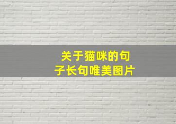 关于猫咪的句子长句唯美图片