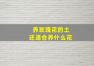 养玫瑰花的土还适合养什么花