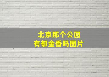 北京那个公园有郁金香吗图片