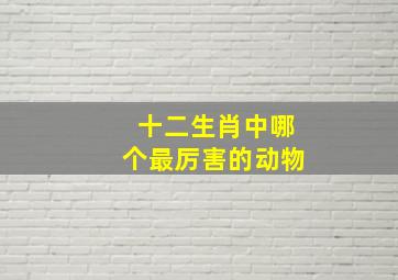 十二生肖中哪个最厉害的动物