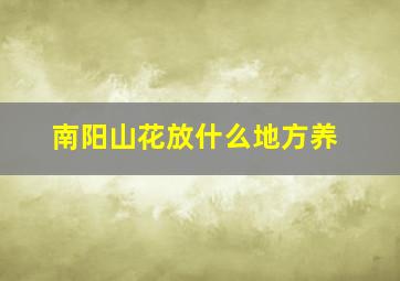 南阳山花放什么地方养