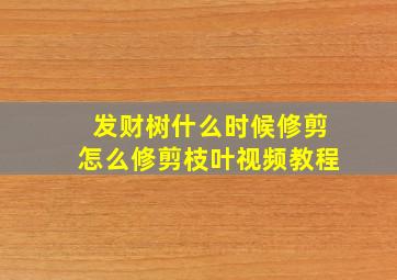 发财树什么时候修剪怎么修剪枝叶视频教程