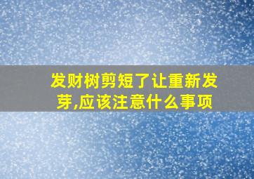 发财树剪短了让重新发芽,应该注意什么事项