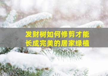 发财树如何修剪才能长成完美的居家绿植