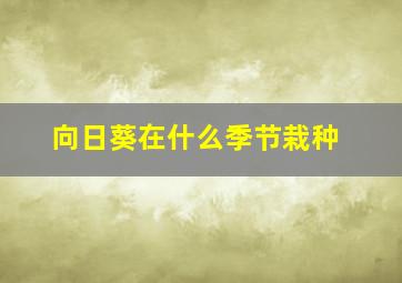 向日葵在什么季节栽种