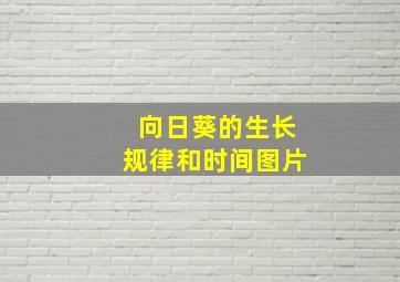 向日葵的生长规律和时间图片