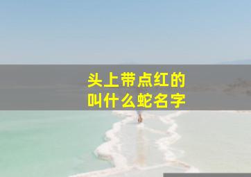 头上带点红的叫什么蛇名字