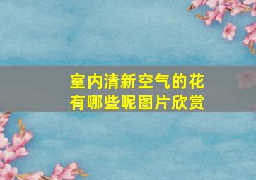 室内清新空气的花有哪些呢图片欣赏