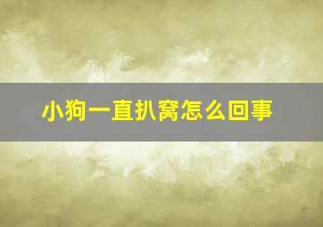 小狗一直扒窝怎么回事