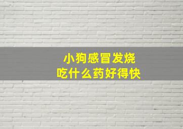 小狗感冒发烧吃什么药好得快