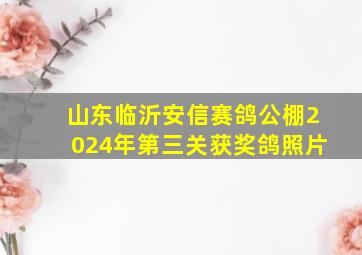 山东临沂安信赛鸽公棚2024年第三关获奖鸽照片