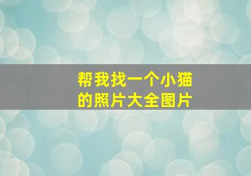 帮我找一个小猫的照片大全图片