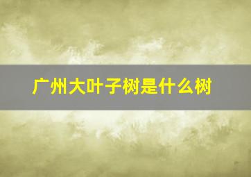 广州大叶子树是什么树