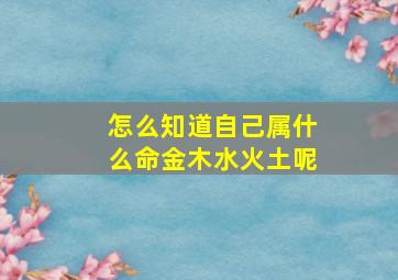 怎么知道自己属什么命金木水火土呢