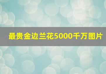 最贵金边兰花5000千万图片