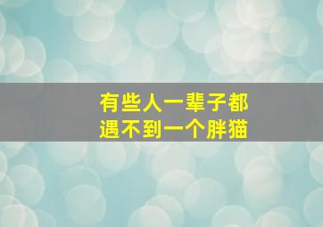 有些人一辈子都遇不到一个胖猫