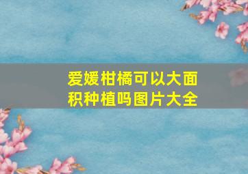 爱媛柑橘可以大面积种植吗图片大全