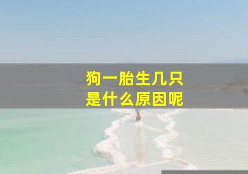 狗一胎生几只是什么原因呢