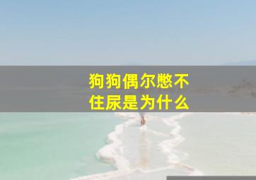 狗狗偶尔憋不住尿是为什么