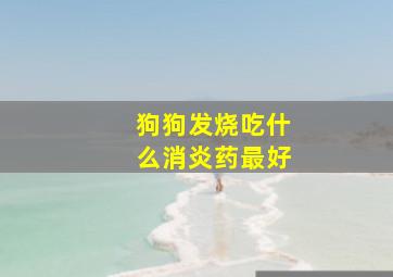 狗狗发烧吃什么消炎药最好