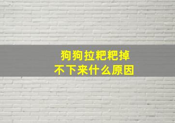 狗狗拉粑粑掉不下来什么原因