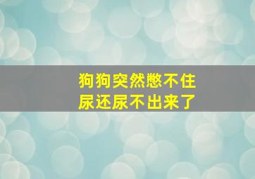 狗狗突然憋不住尿还尿不出来了