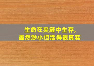 生命在夹缝中生存,虽然渺小但活得很真实