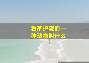 看家护院的一种动物叫什么