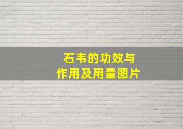 石韦的功效与作用及用量图片