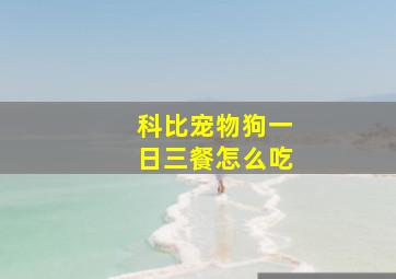 科比宠物狗一日三餐怎么吃