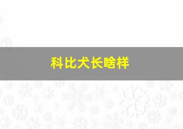 科比犬长啥样