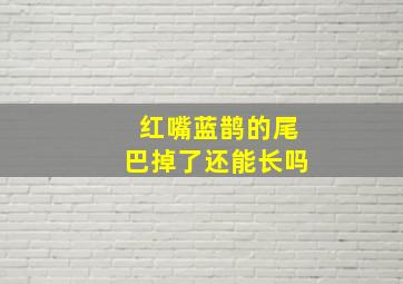 红嘴蓝鹊的尾巴掉了还能长吗