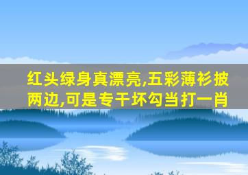 红头绿身真漂亮,五彩薄衫披两边,可是专干坏勾当打一肖