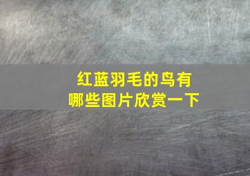 红蓝羽毛的鸟有哪些图片欣赏一下