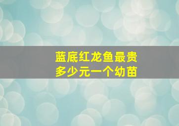 蓝底红龙鱼最贵多少元一个幼苗