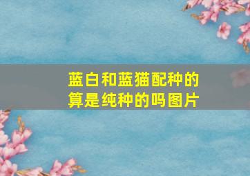 蓝白和蓝猫配种的算是纯种的吗图片