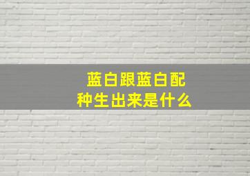 蓝白跟蓝白配种生出来是什么