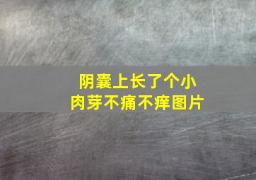 阴囊上长了个小肉芽不痛不痒图片