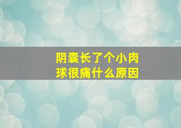 阴囊长了个小肉球很痛什么原因