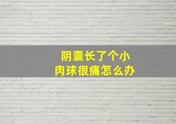 阴囊长了个小肉球很痛怎么办